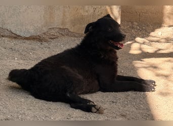 Jane ❤️ neugieriges, liebes Kroat. Schäfi-Mix Hundemädchen