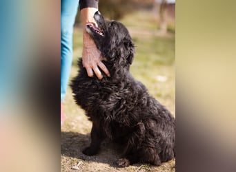 Kroat. Schäfi-Mix Lola ❤️ lebhafte, schlaue Schmusemaus!