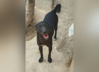Jane ❤️ neugieriges, liebes Kroat. Schäfi-Mix Hundemädchen