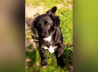 Liebste ♥ Lili ♥ süße Kroatische-Mix-Welpin sucht ihr großes Glück