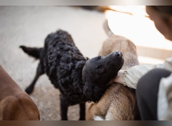 GONZALES❤️ liebenswerter, agiler und neugieriger Kroatischer Schäferhund-Mix GONZALES❤️ liebenswerter, agiler und neugieriger Kroatischer Schäferhund-Mix