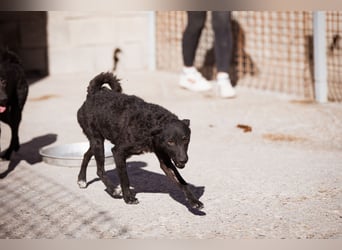 Jane ❤️ neugieriges, liebes Kroat. Schäfi-Mix Hundemädchen