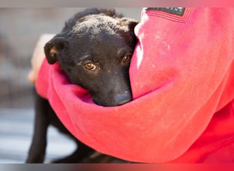 Jane ❤️ neugieriges, liebes Hundemädchen
