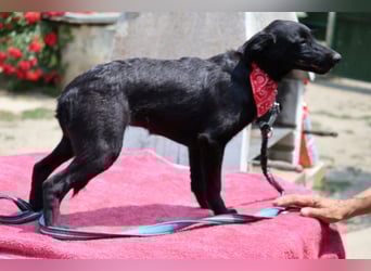 Zarte Schäfi-Terrier-Mix-Junghündin ♥ARA♥ sucht Vertrauen & Liebe & Abenteuer