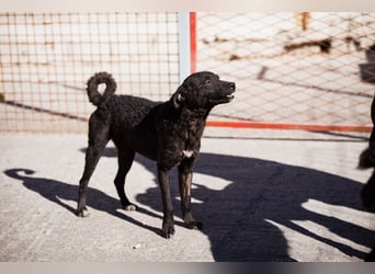 Jane ❤️ neugieres, liebes Hundemädchen Jane ❤️ neugieres, liebes Hundemädchen