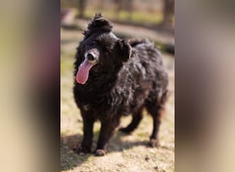 Kroat. Schäfi-Mix Lola ❤️ lebhafte, schlaue Schmusemaus!