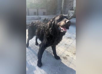 GONZALES❤️ super süßer Kroat. Schäfi-Mix mit tollem Charakter!