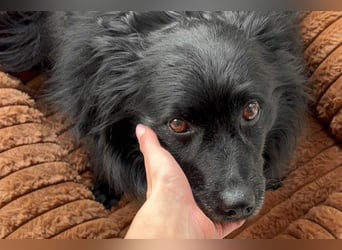 Kleine ♥Daisy♥ erwartet dich in 01640 Coswig zum kennen- und lieben lernen