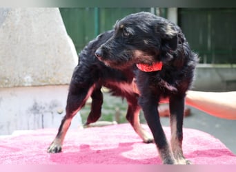 Lebhafte, liebenswerte ♥Abba♥ hat Power und sucht dabei Schutz & Liebe