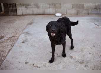 Kroat. Schäfi-Mix GONZALES❤️ super süßer Hundejunge mit tollem Charakter!