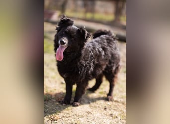 Kroat. Schäfi-Mix Lola ❤️ lebhafte, schlaue Schmusemaus!