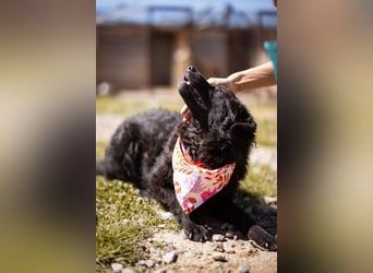 ZOA❤️Kroat. Schäferhund-Mix-Mädel voller purer Lebensfreude