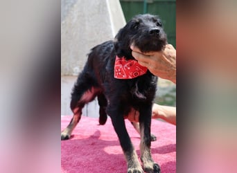 Kleine lebensfrohe liebe ♥ Abba ♥ sucht Schutz & Liebe & Abenteuer