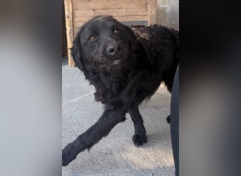 GONZALES❤️ super süßer Kroat. Schäfi-Mix mit tollem Charakter!