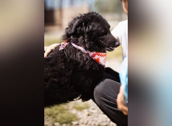 ZOA❤️Kroat. Schäferhund-Mix-Mädel voller purer Lebensfreude