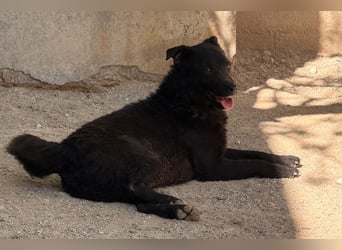 Jane ❤️ neugieriges, liebes Kroat. Schäfi-Mix Hundemädchen