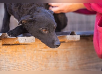 Jane ❤️ neugieriges, liebes Kroat. Schäfi-Mix Hundemädchen