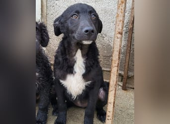 Jane ❤️ neugieriges, liebes Hundemädchen