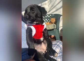 Liebste ♥ Lili ♥ süße Kroatische-Mix-Welpin sucht ihr großes Glück