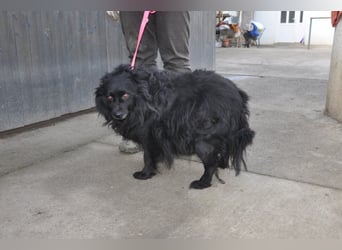 Kleine ♥Daisy♥ erwartet dich in 01640 Coswig zum kennen- und lieben lernen