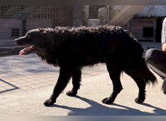 GONZALES❤️ super süßer Kroat. Schäfi-Mix mit tollem Charakter!