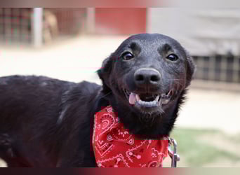 Zarte Schäfi-Terrier-Mix-Junghündin ♥ARA♥ sucht Vertrauen & Liebe & Abenteuer