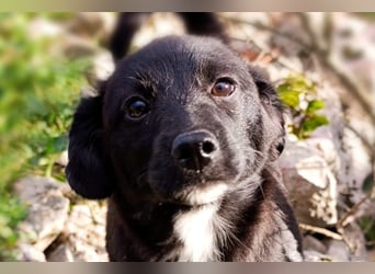 Liebste ♥ Lili ♥ süße Kroatische-Mix-Welpin sucht ihr großes Glück