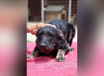 Kleine lebensfrohe liebe ♥ Abba ♥ sucht Schutz & Liebe & Abenteuer