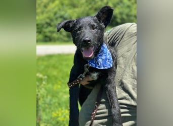 Jungrüde ♥Dado♥ so lebensfroh entzückend Jungrüde ♥Dado♥ so lebensfroh entzückend