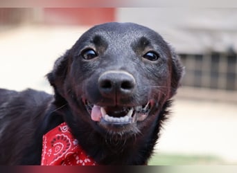 Zarte Schäfi-Terrier-Mix-Junghündin ♥ARA♥ sucht Vertrauen & Liebe & Abenteuer