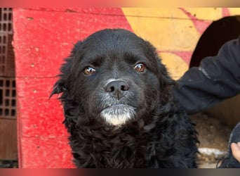 ♥Milena♥ sanfte, verspielte Junghündin