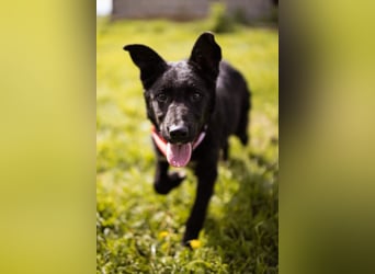 MIMA❤️soziales, kuscheliges und verspieltes Kroat.Schäfi-Mix-Mädchen sucht ihre Familie
