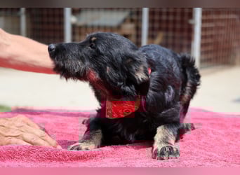 Lebhafte, liebenswerte ♥Abba♥ hat Power und sucht dabei Schutz & Liebe