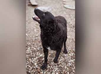 Jungrüde Dado ♥️ so lebensfroh entzückend