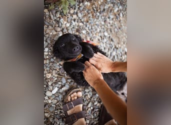 Kleiner Bub ♥ Jadro ♥ neugierig, verspielt und verschmust