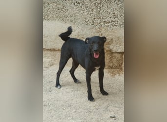 Jane ❤️ neugieriges, liebes Kroat. Schäfi-Mix Hundemädchen