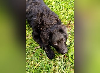 Kroat.-Mix-Welpin ♥ Đina ♥ drollig, verspielt, verschmust