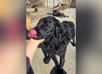 GONZALES❤️ super süßer Kroat. Schäfi-Mix mit tollem Charakter!