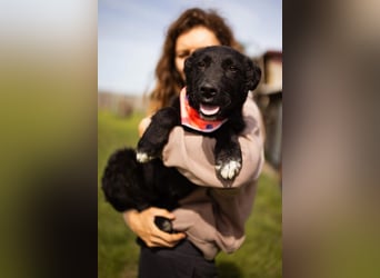 MIMA❤️soziales, kuscheliges und verspieltes Kroat.Schäfi-Mix-Mädchen sucht ihre Familie