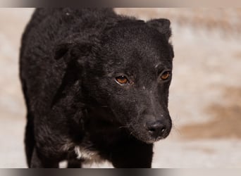 Jane ❤️ neugieres, liebes Hundemädchen