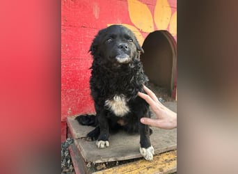 ♥Milena♥ sanfte, verspielte Junghündin