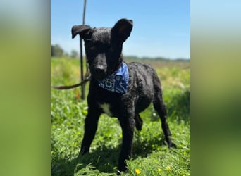 Jungrüde ♥Dado♥ so lebensfroh entzückend Jungrüde ♥Dado♥ so lebensfroh entzückend