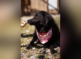 ZOA❤️Kroat. Schäferhund-Mix-Mädel voller purer Lebensfreude