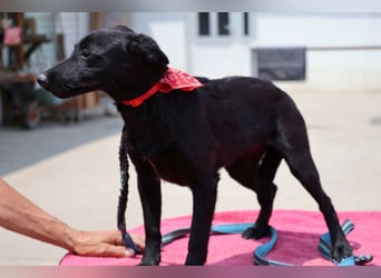 Zarte Schäfi-Terrier-Mix-Junghündin ♥ARA♥ sucht Vertrauen & Liebe & Abenteuer