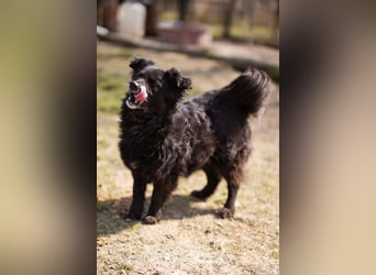 Lola ❤️ lebhafte, schlaue Schmusemaus!