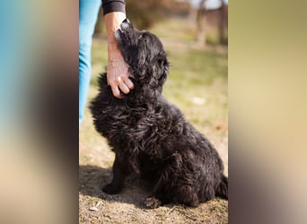 Kroat. Schäfi-Mix Lola ❤️ lebhafte, schlaue Schmusemaus!