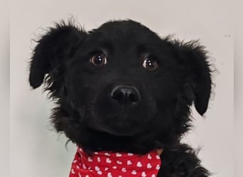 ZOA❤️Kroat. Schäferhund-Mix-Mädel voller purer Lebensfreude