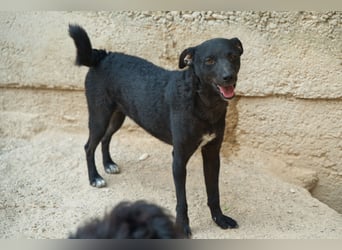 Jane ❤️ neugieriges, liebes Kroat. Schäfi-Mix Hundemädchen