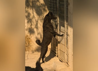 Jane ❤️ neugieriges, liebes Kroat. Schäfi-Mix Hundemädchen