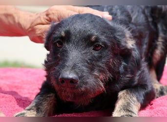 Kleine lebensfrohe liebe ♥ Abba ♥ sucht Schutz & Liebe & Abenteuer